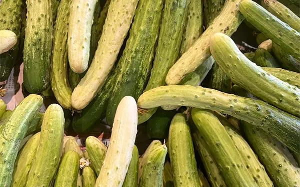 Cucumber 오이 (o-ei)