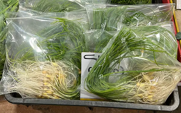 Korean Wild Chive 달래 (dal-rae)