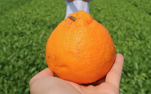 Dekopon/Sumo Citrus 한라봉 (hal-ra-bong)