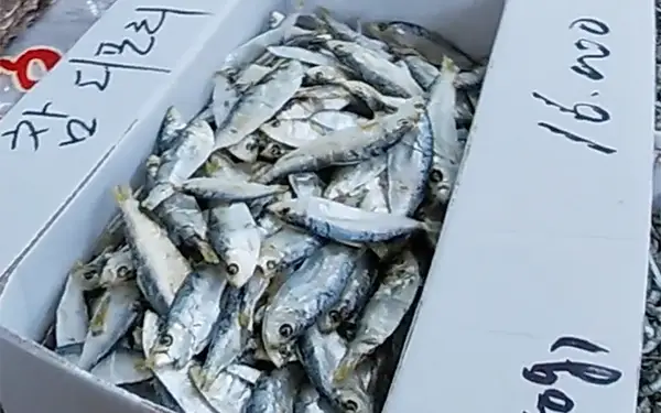 Dried Large Eyed Herring 밴댕이, 디포리, 보리멸 (baen-daeng-i/di-po-ri/bo-ri-myol)