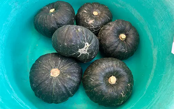 Kabocha Squash 단호박 (dan-ho-bak)
