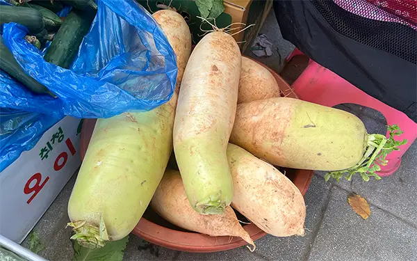 Korean Radish 무/조선무 (Mu/jo-son-mu)