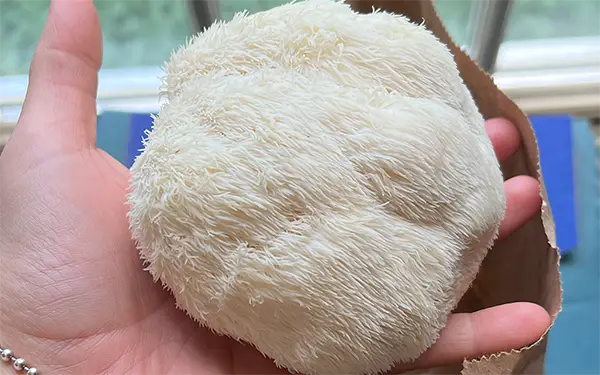 Lions Mane Mushroom 노루궁뎅이버섯 (no-ru-gung-den-gi bo-sot)