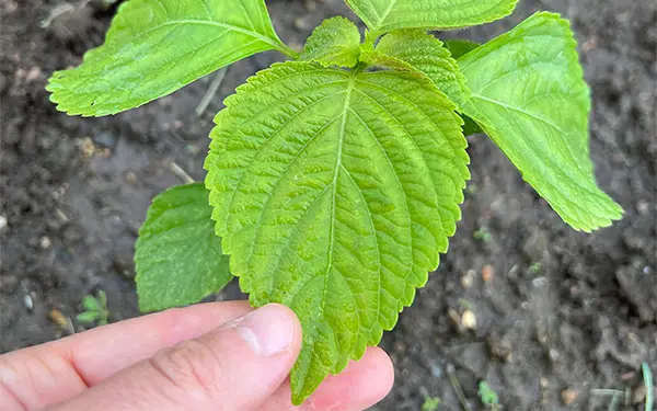 Perilla Leaves 깻잎 (kkaet-nip)