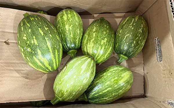 Round Squash 풋호박/조산호박/둥근호박 (put-ho-bak/jo-san-ho-bak/ dung-geun ho-bak)