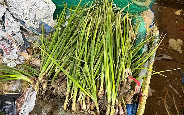 Small Green Onion 쪽파 (jjok-pa)