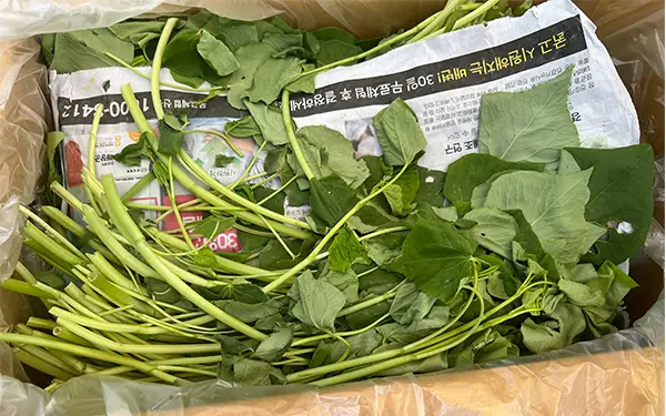 Sweet Potato Stems 고구마순 (go-gu-ma-sun)