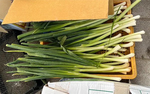 Daepa/Welsh Onion 대파 (dae-pa)