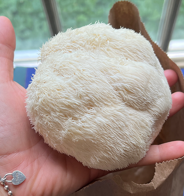 Lions Mane Mushroom 노루궁뎅이버섯 (no-ru-gung-den-gi bo-sot)