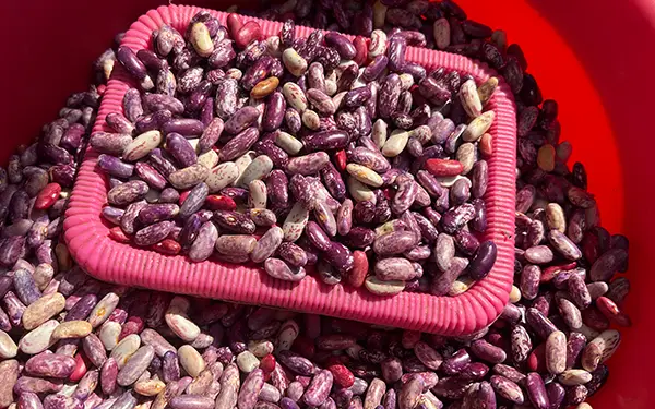 How to Buy Bulk Beans