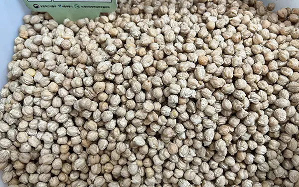 Chickpea 병아리콩 (byon-ga-ri kong)