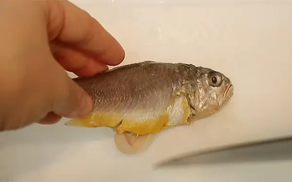 How to Prepare & Clean Whole Fish
