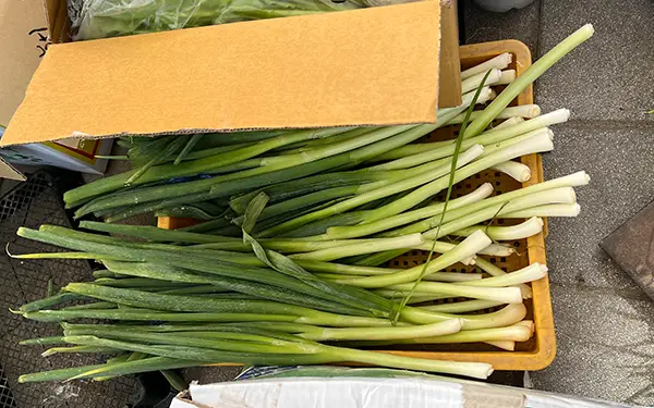 Green Onion 파 (pa)